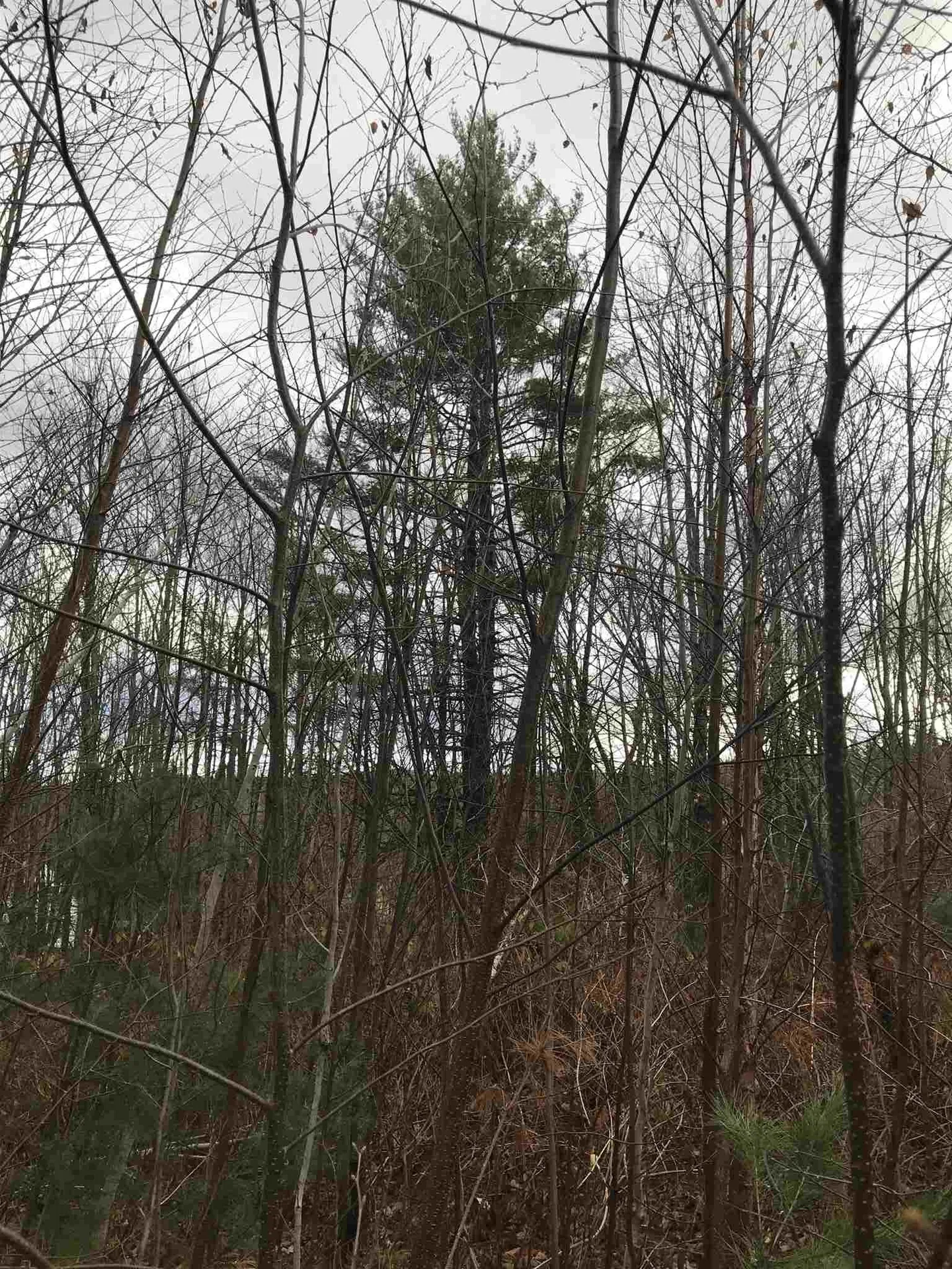 00 Glebe Mountain Road Windham VT 05359