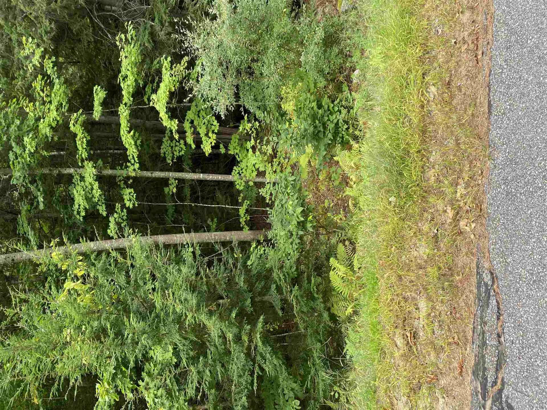 37 Hedgewood Circle Gilford NH 03249