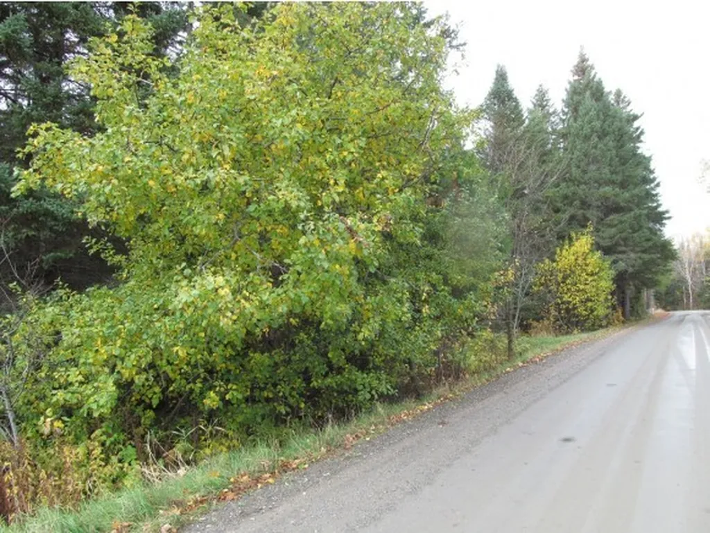 - East Colebrook Road Colebrook NH 03576
