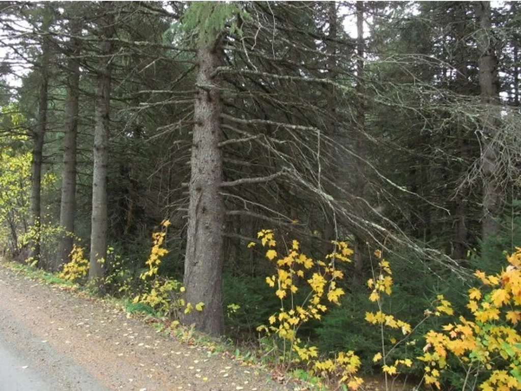 - East Colebrook Road Colebrook NH 03576