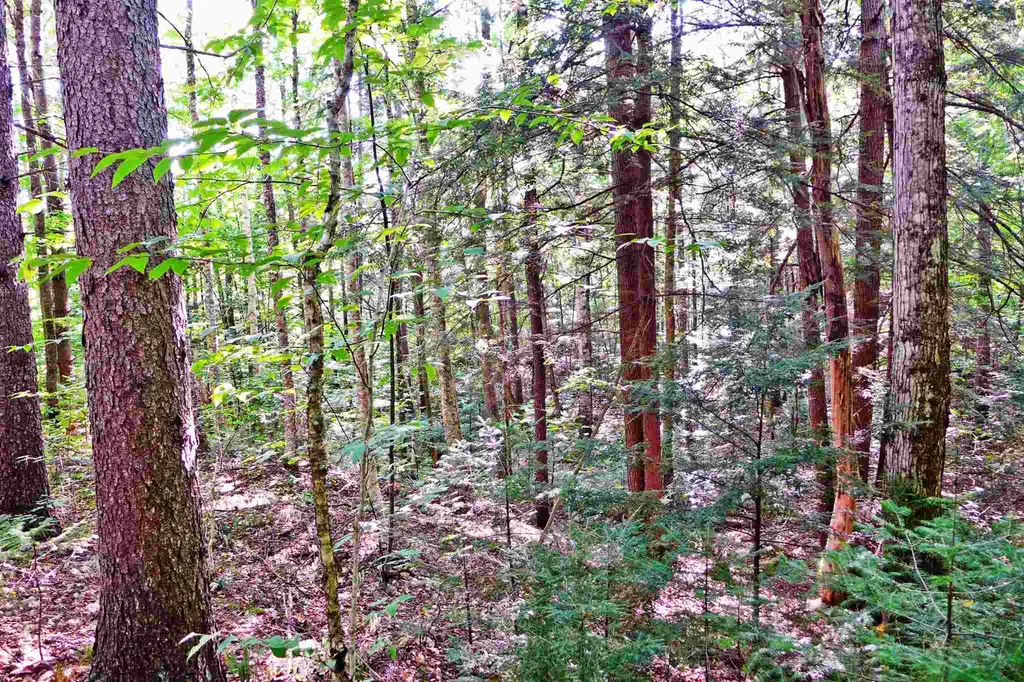 902 South County Road Groton VT 05046
