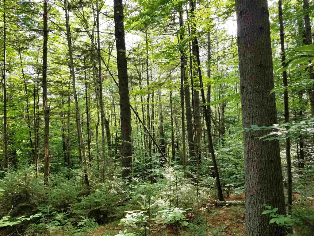 902 South County Road Groton VT 05046