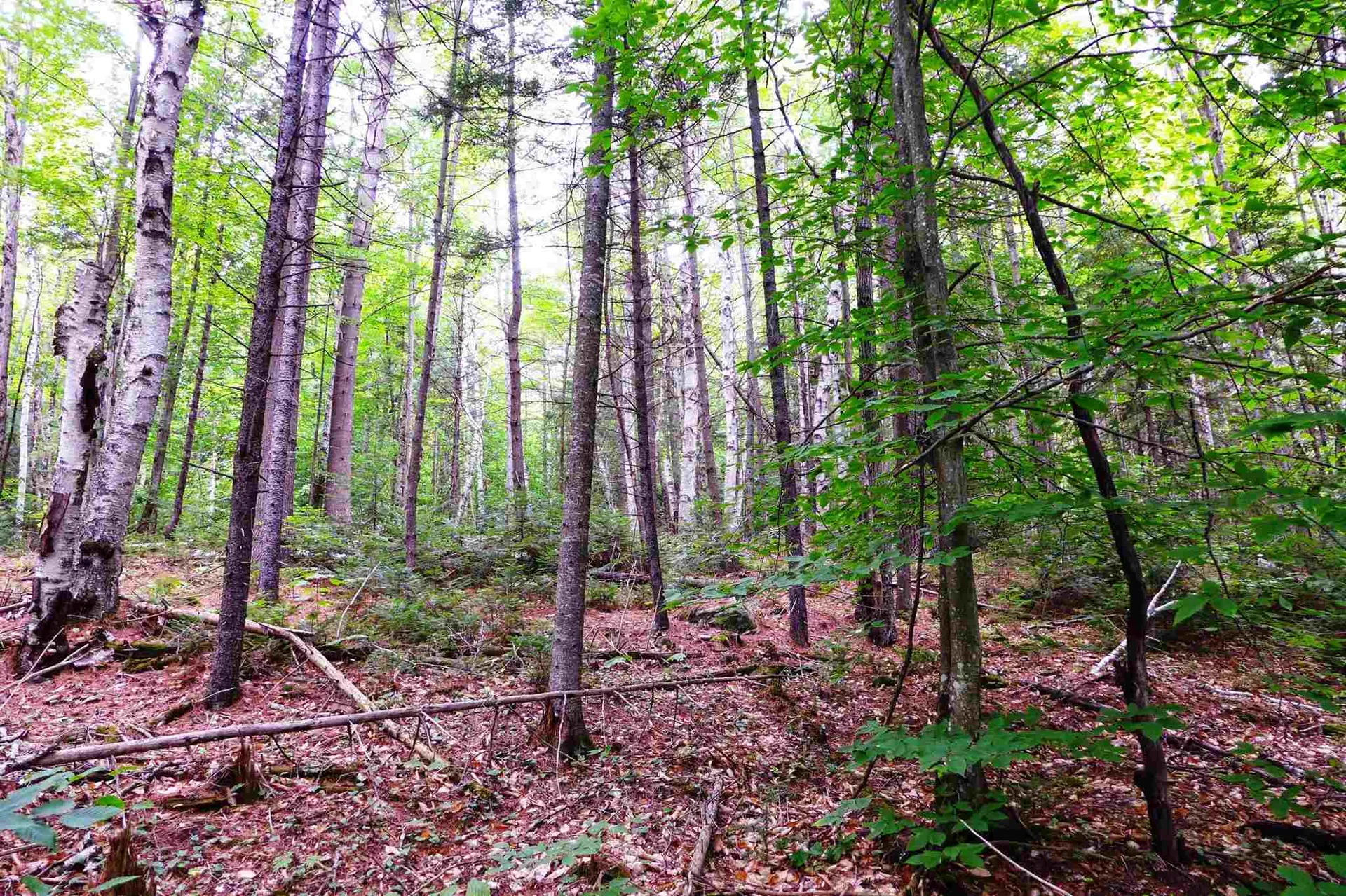 902 South County Road Groton VT 05046