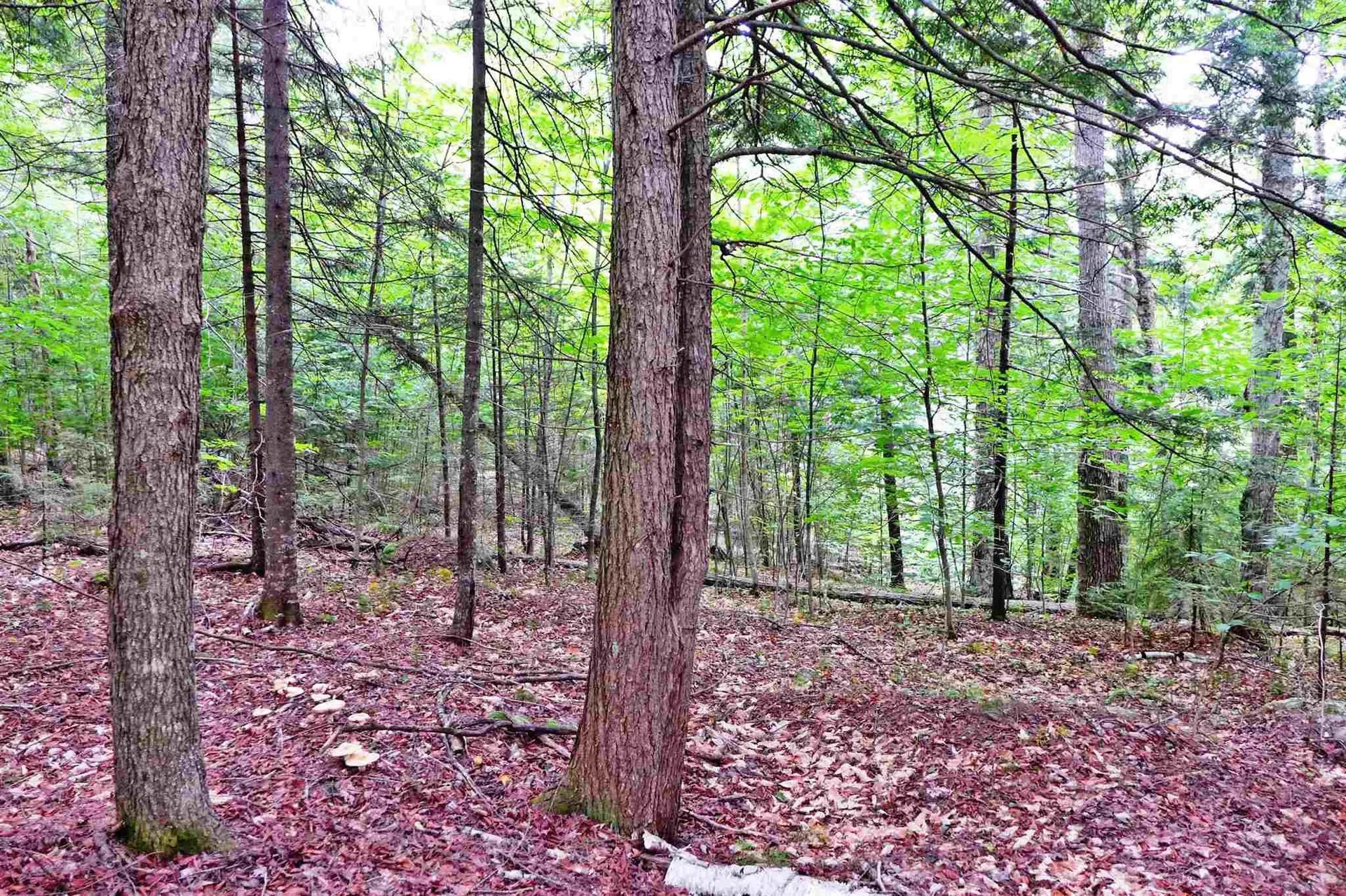 902 South County Road Groton VT 05046