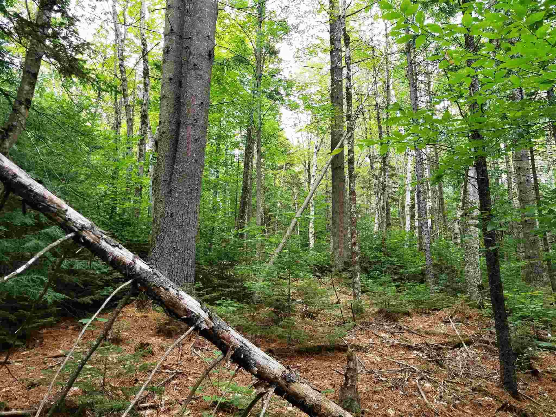902 South County Road Groton VT 05046
