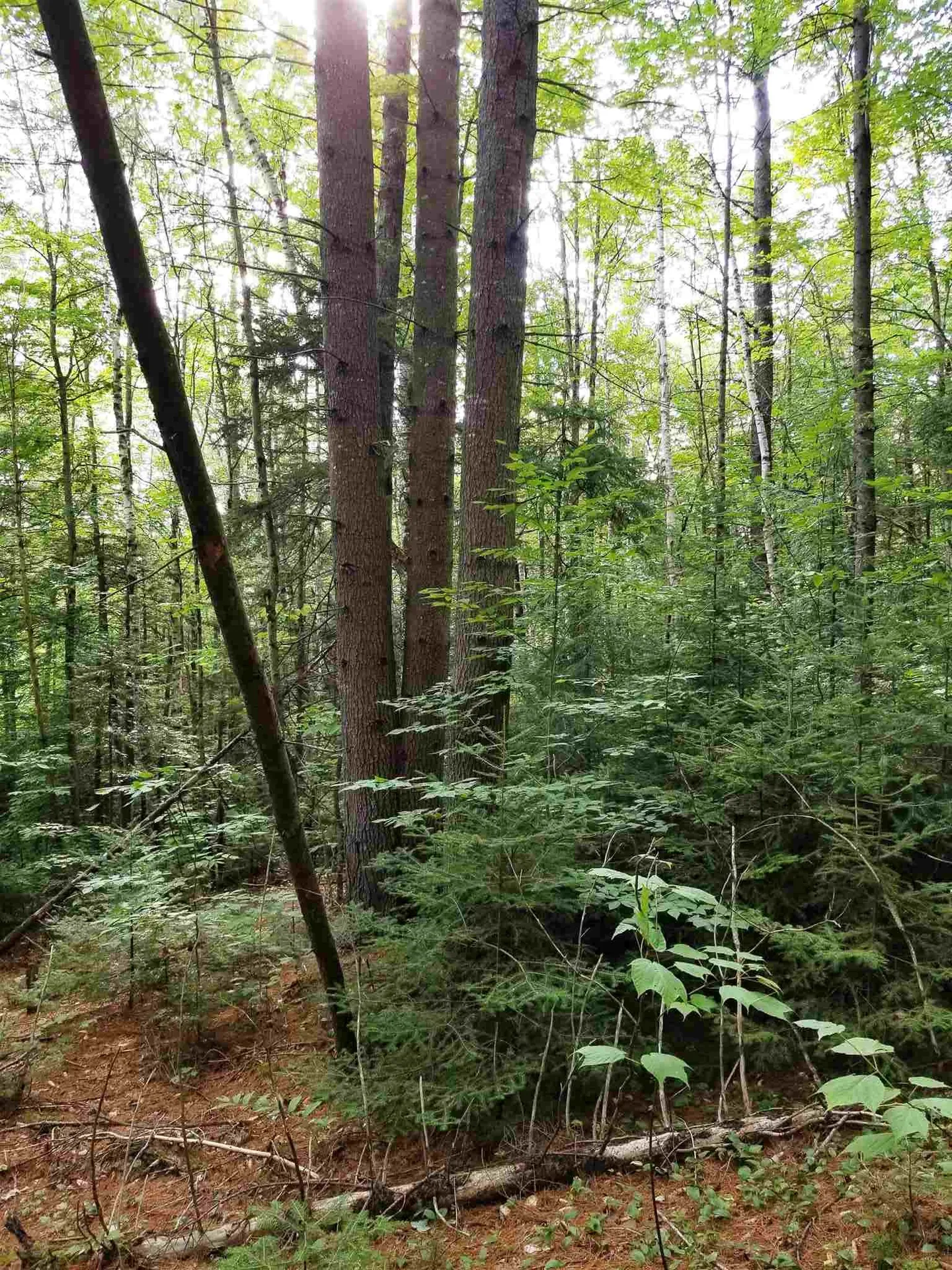 902 South County Road Groton VT 05046