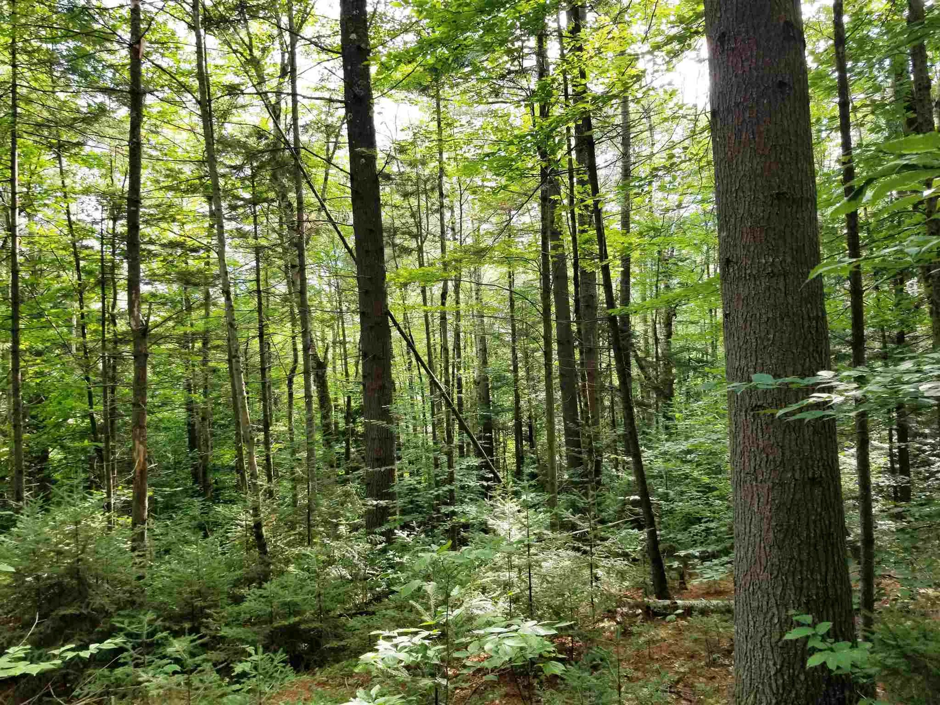 902 South County Road Groton VT 05046