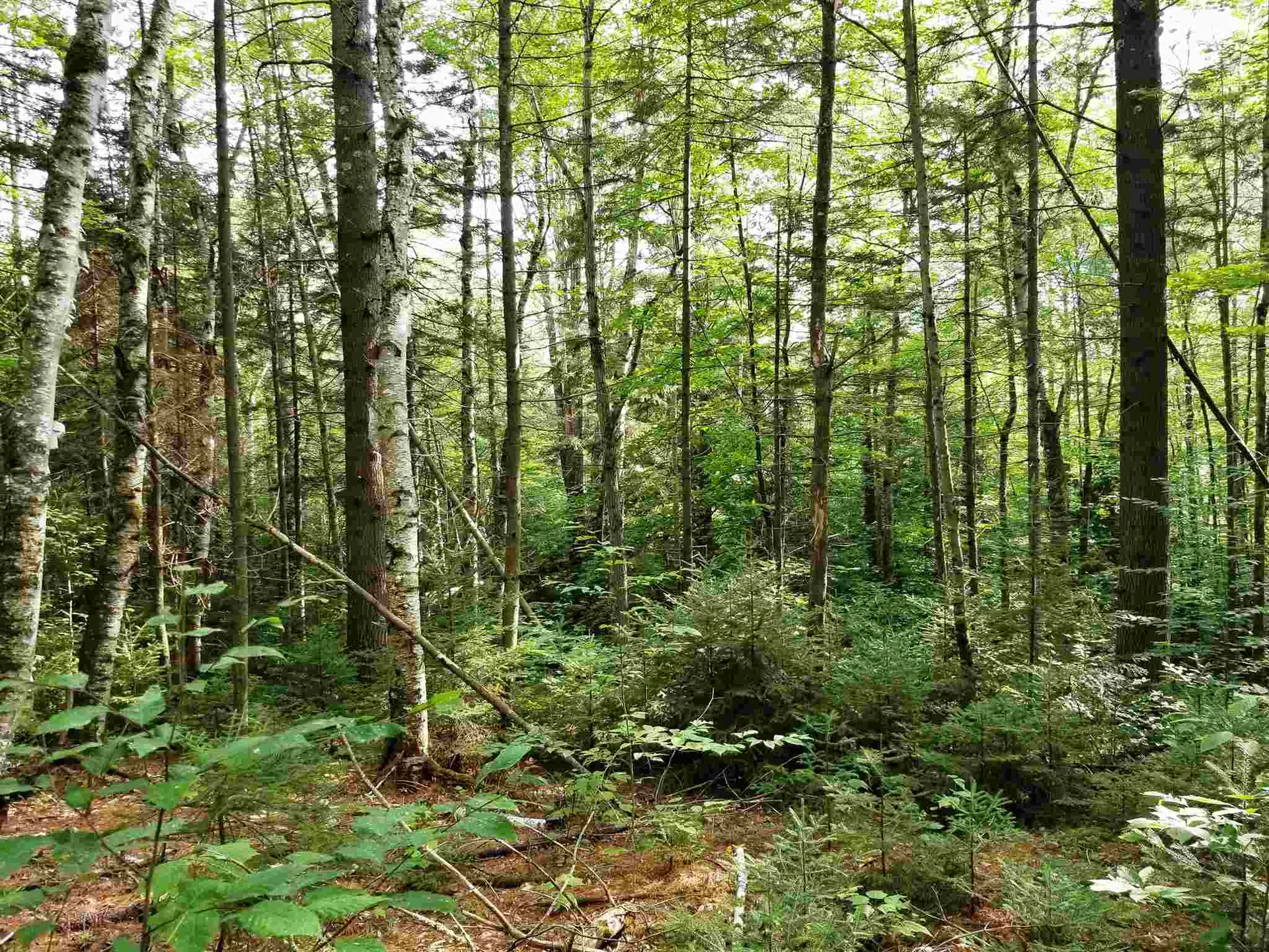 902 South County Road Groton VT 05046