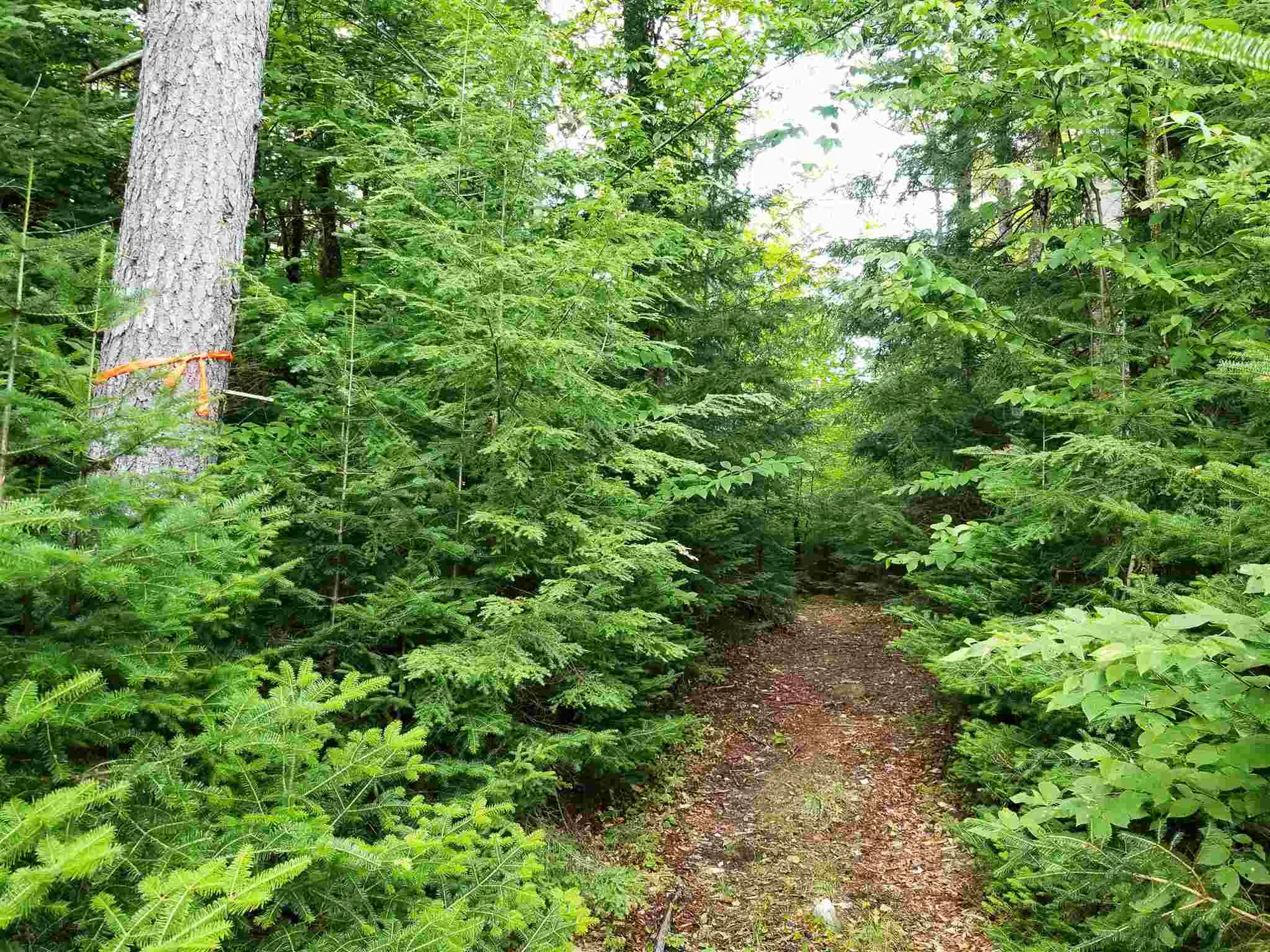 902 South County Road Groton VT 05046