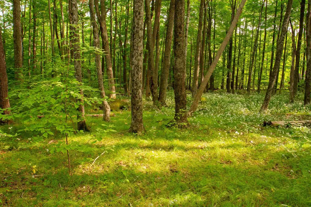 545 Powderhorn Road Manchester VT 05255