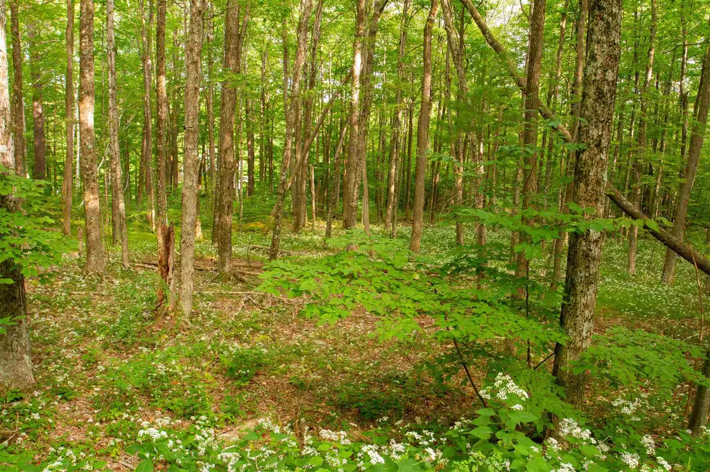 545 Powderhorn Road Manchester VT 05255