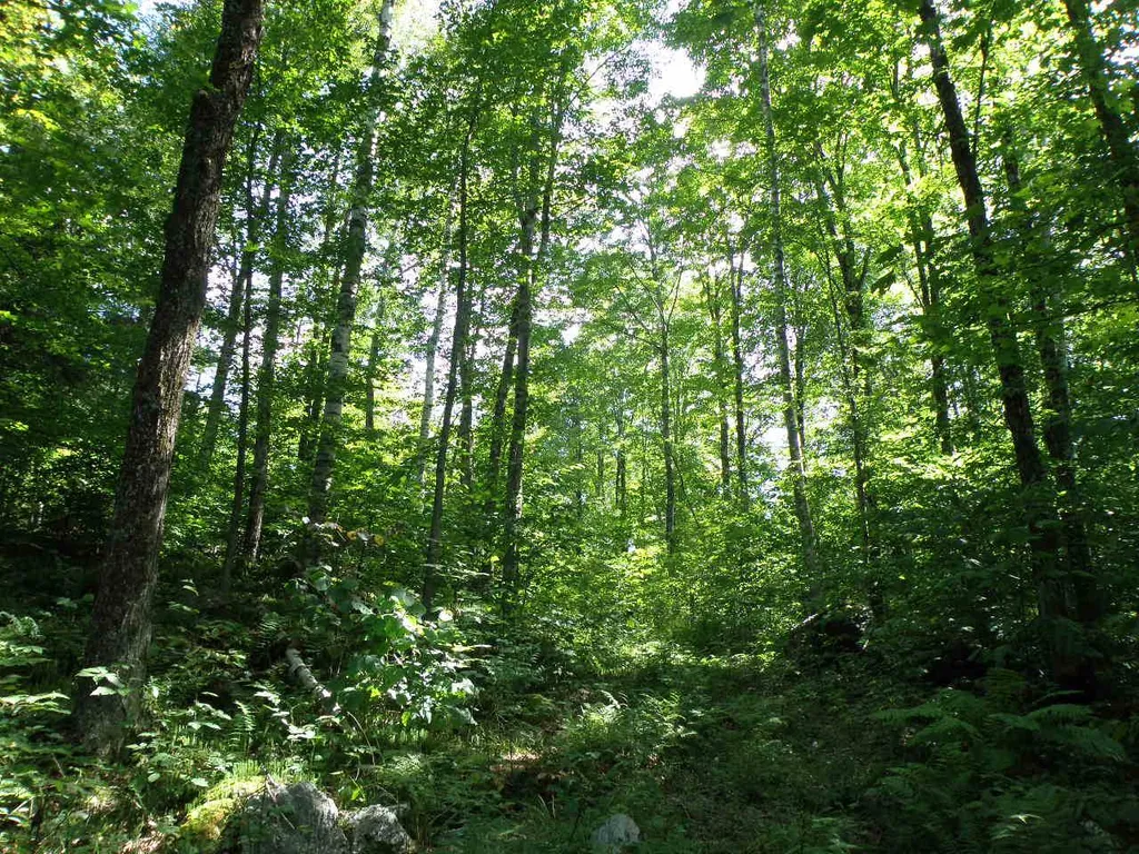 0 Byam Road Bethel VT 05032