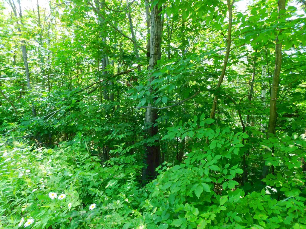 L40 Boardman Loop Wardsboro VT 05355