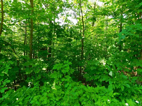 L40 Boardman Loop Wardsboro VT 05355