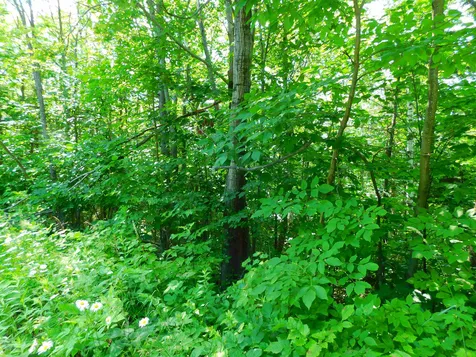 L40 Boardman Loop Wardsboro VT 05355