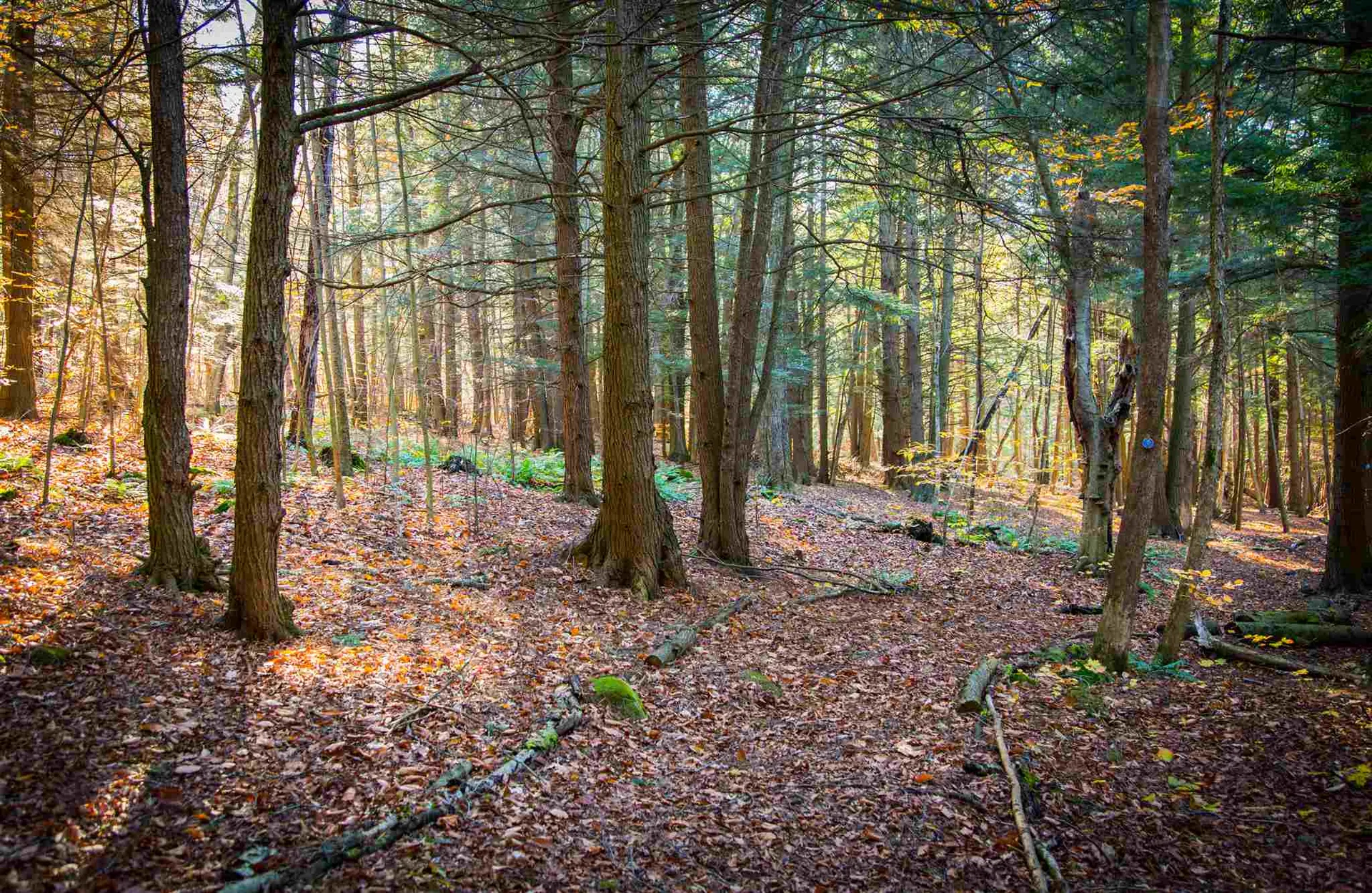 5 Lacasse Lane Williston VT 05495
