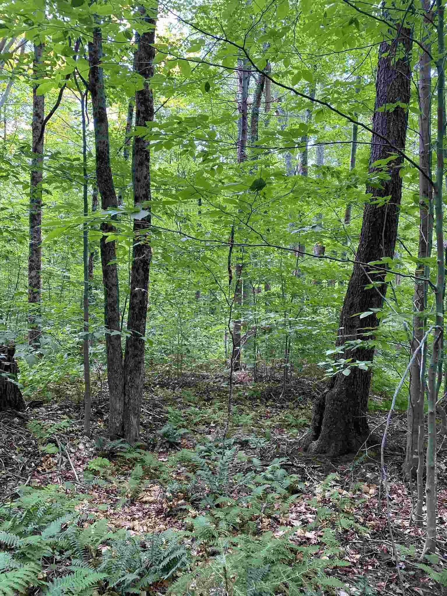 0 Country Lane Wardsboro VT 05355