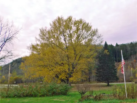 29 Michaud Lane Hardwick VT 05843