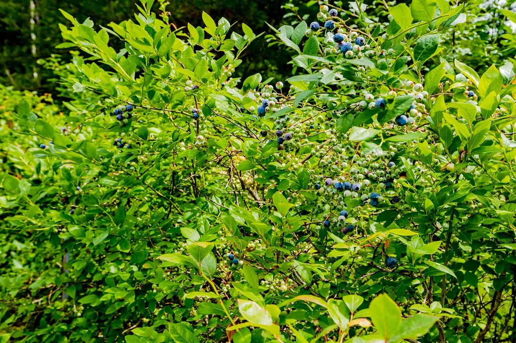 22 Prospect Street Woodstock VT 05091