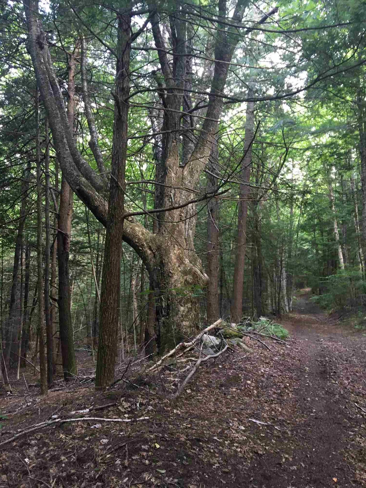 58 Brickyard Road Dover VT 05341