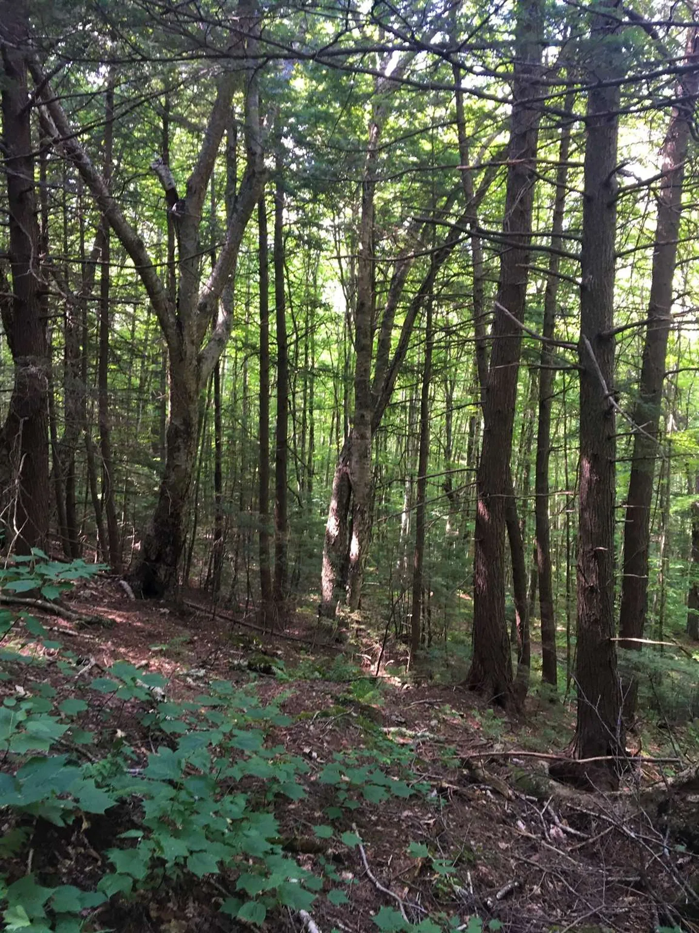 58 Brickyard Road Dover VT 05341