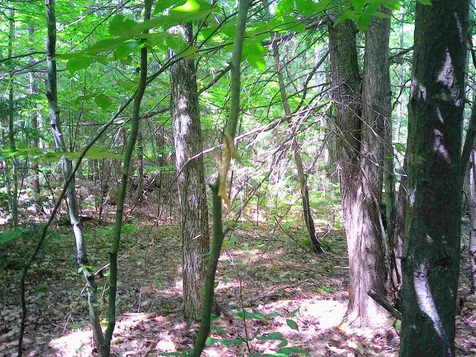 7 Jude Boulevard Ossipee NH 03864