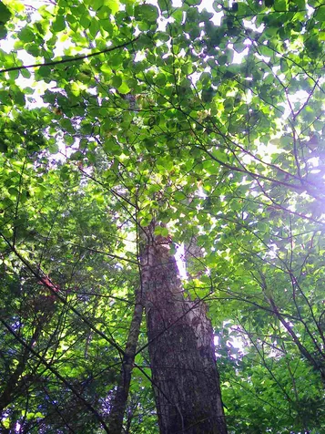 7 Jude Boulevard Ossipee NH 03864