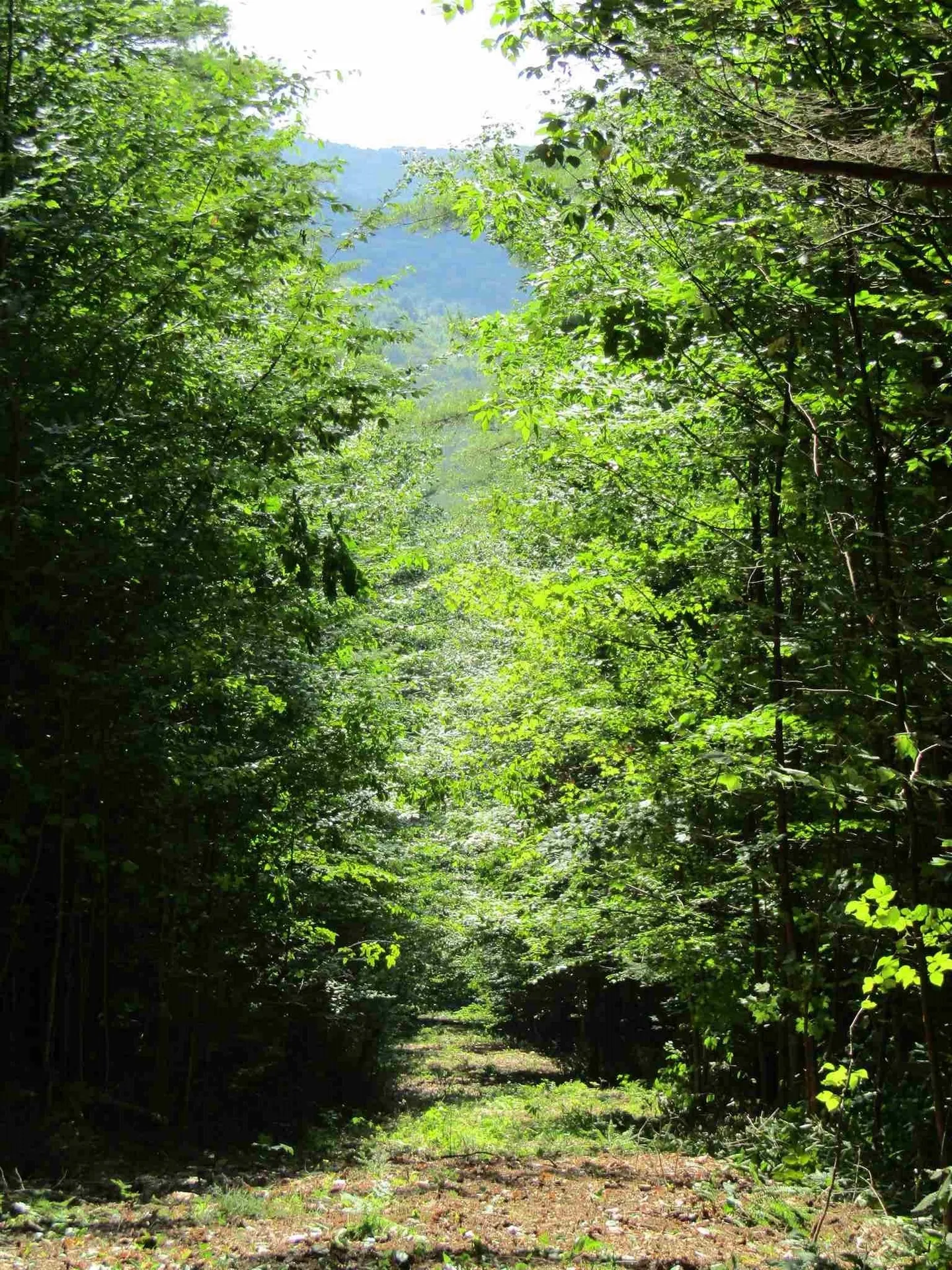3654 Howe Hill Road Sharon VT 05065