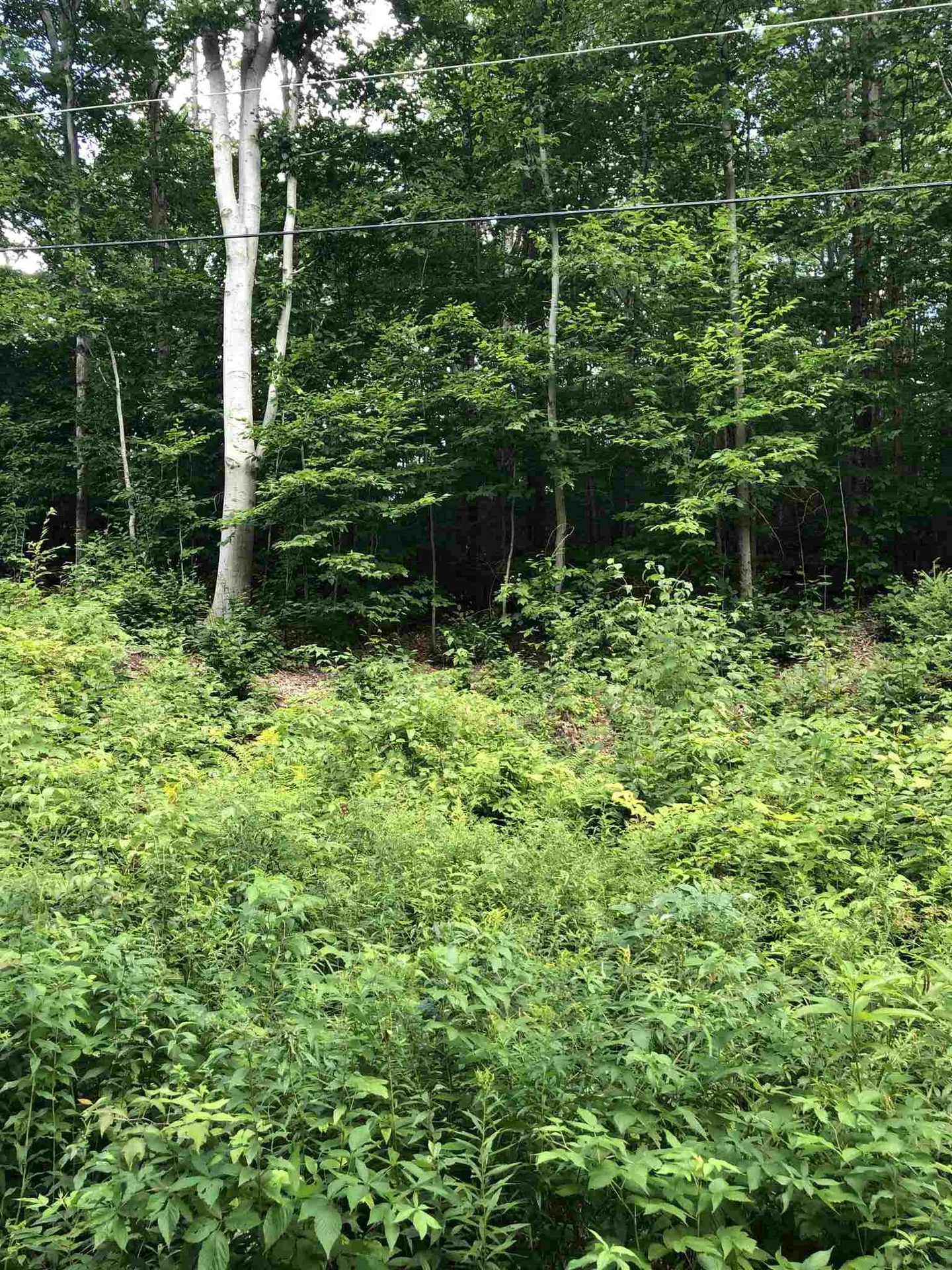 36 Tom's Cabin Road Dover VT 05356