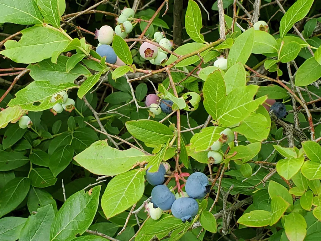 102 Bradbury Road Canaan NH 03741