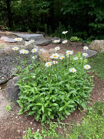 83 Cheney Road Newbury NH 03255