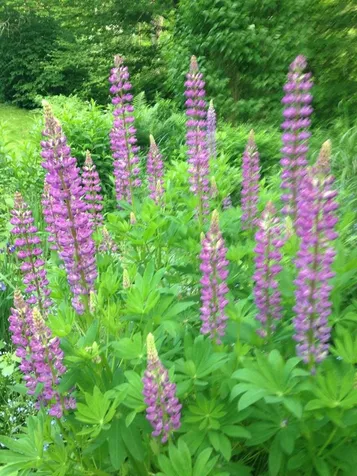 88 Happy Haven Road Wilmington VT 05363