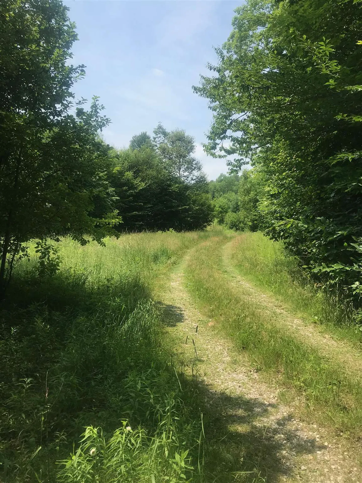 705 Hedgehog Hill Road Mount Holly VT 05758