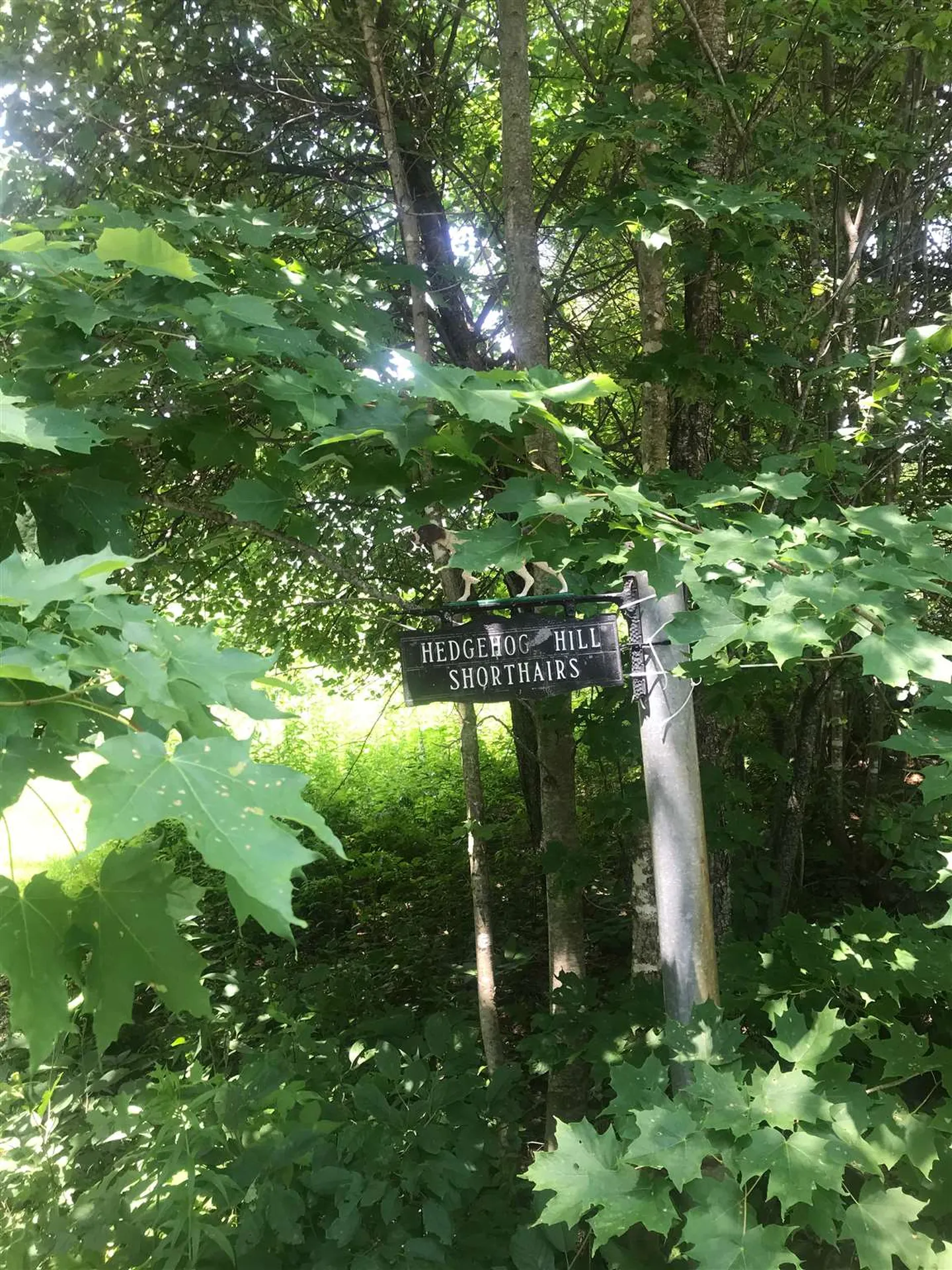 705 Hedgehog Hill Road Mount Holly VT 05758