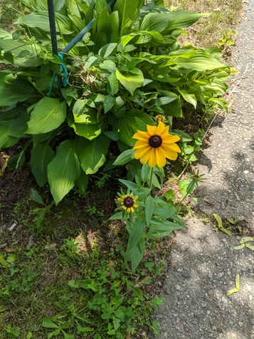 9 Daffodil Hill Lane Rochester NH 03868