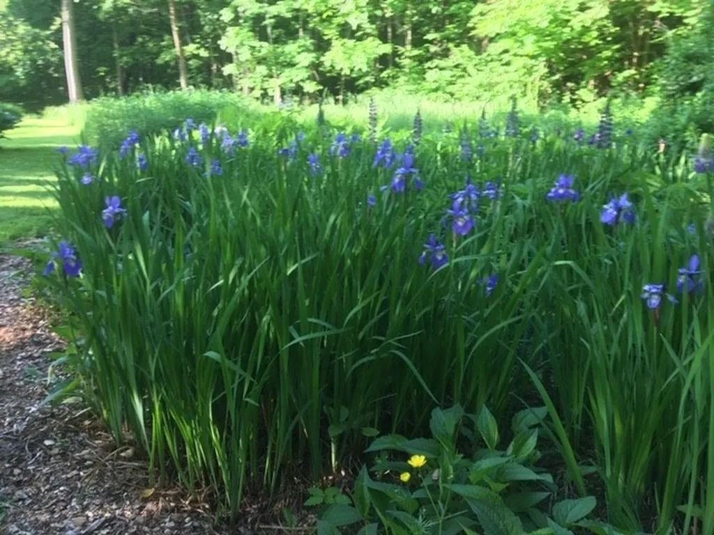 3130 Mount Philo Road Charlotte VT 05445
