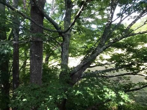 4226 Goshen Road Bradford VT 05033