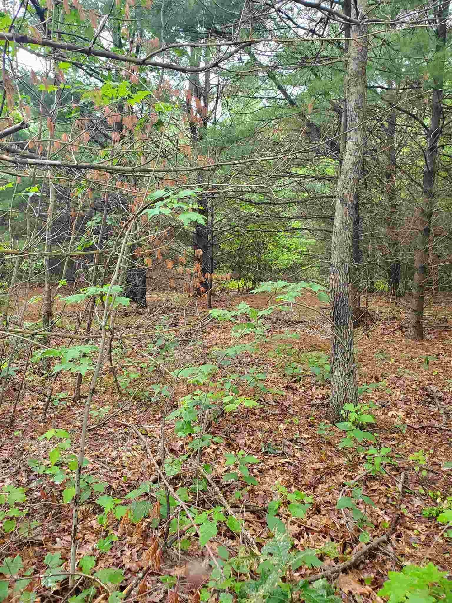 2 Colonel Wilkins Road Amherst NH 03031
