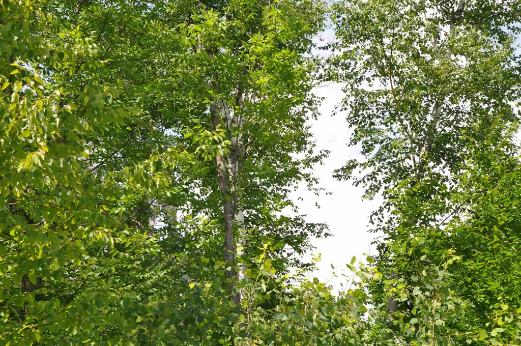 Three Maple Drive Manchester VT 05255