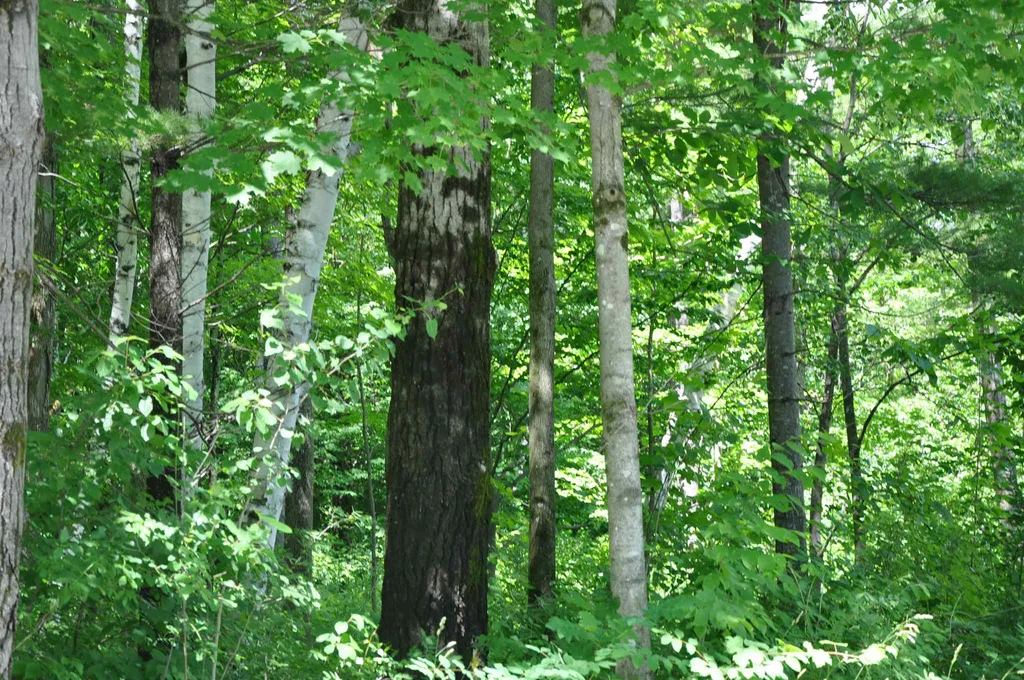 Three Maple Drive Manchester VT 05255