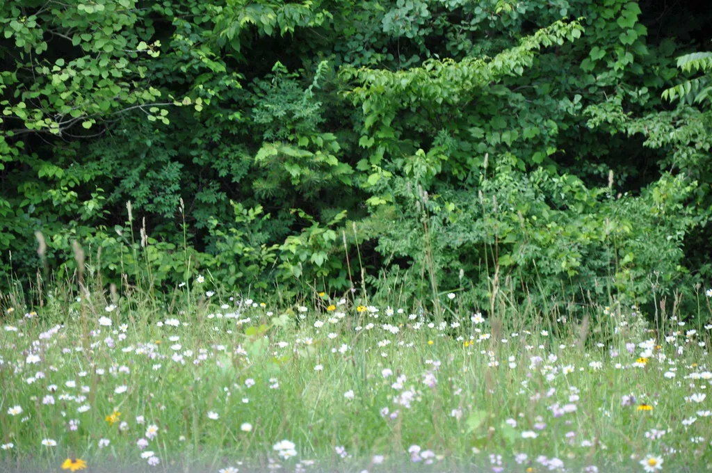 Three Maple Drive Manchester VT 05255