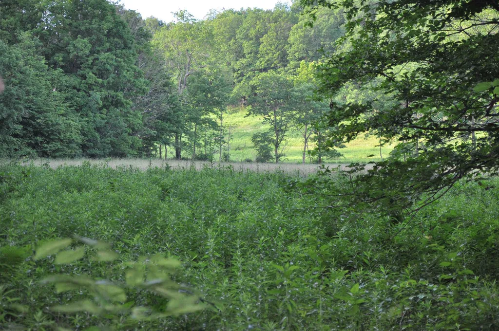119 Spruce Knob Road Middletown Springs VT 05757