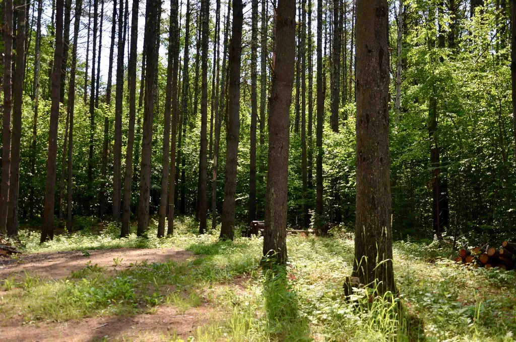 Lot 45/46 Butternut Lane Holderness NH 03245