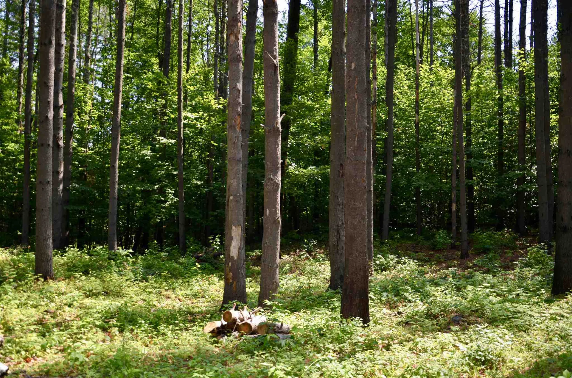 Lot 45/46 Butternut Lane Holderness NH 03245