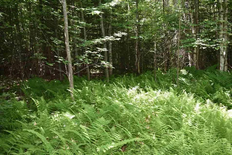430 Pike Lane Barton VT 05822