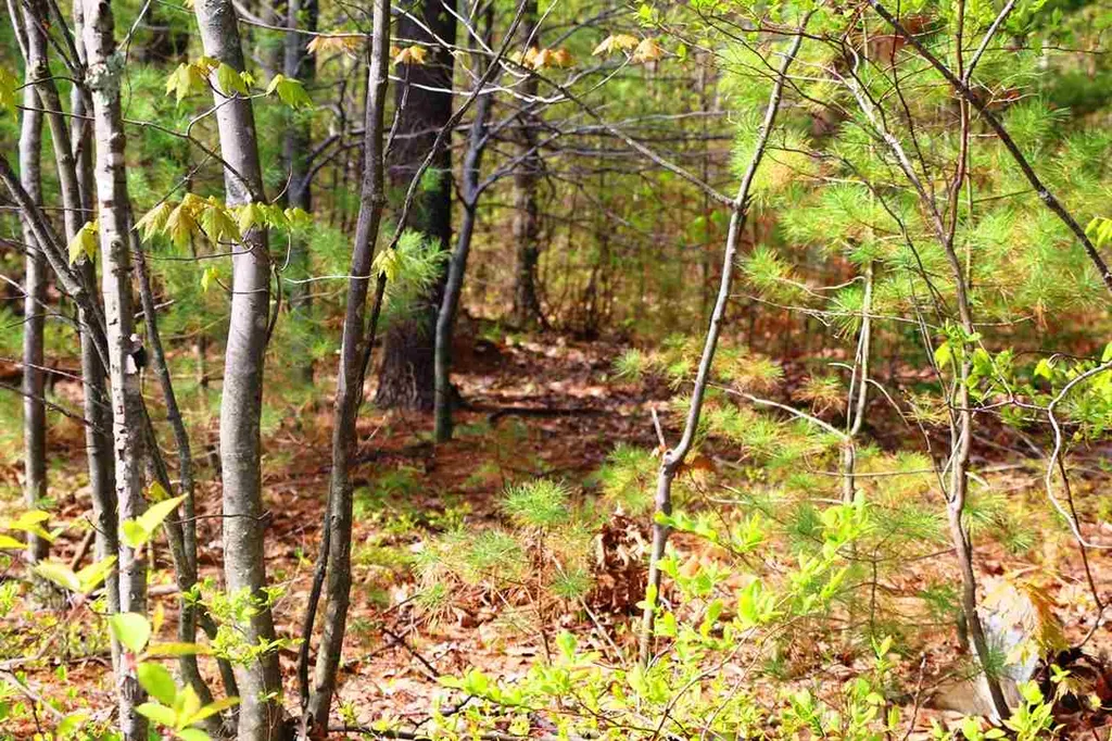 543 Lyndeborough-center Road Wilton NH 03086
