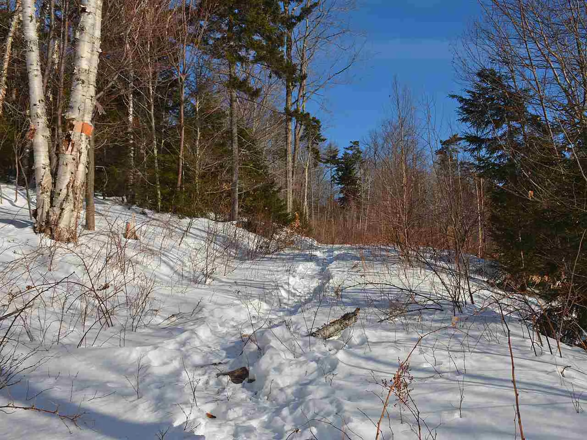 10 Lincoln Ridge Road Warren VT 05674