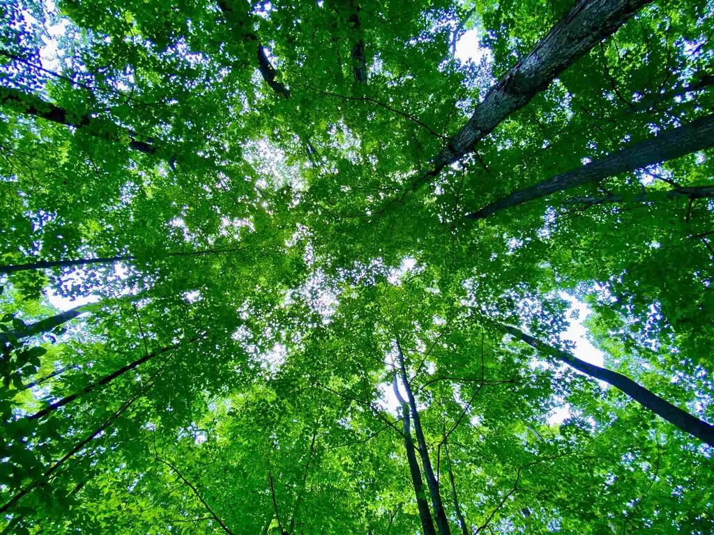 81 Fern Hill Dorset VT 05251