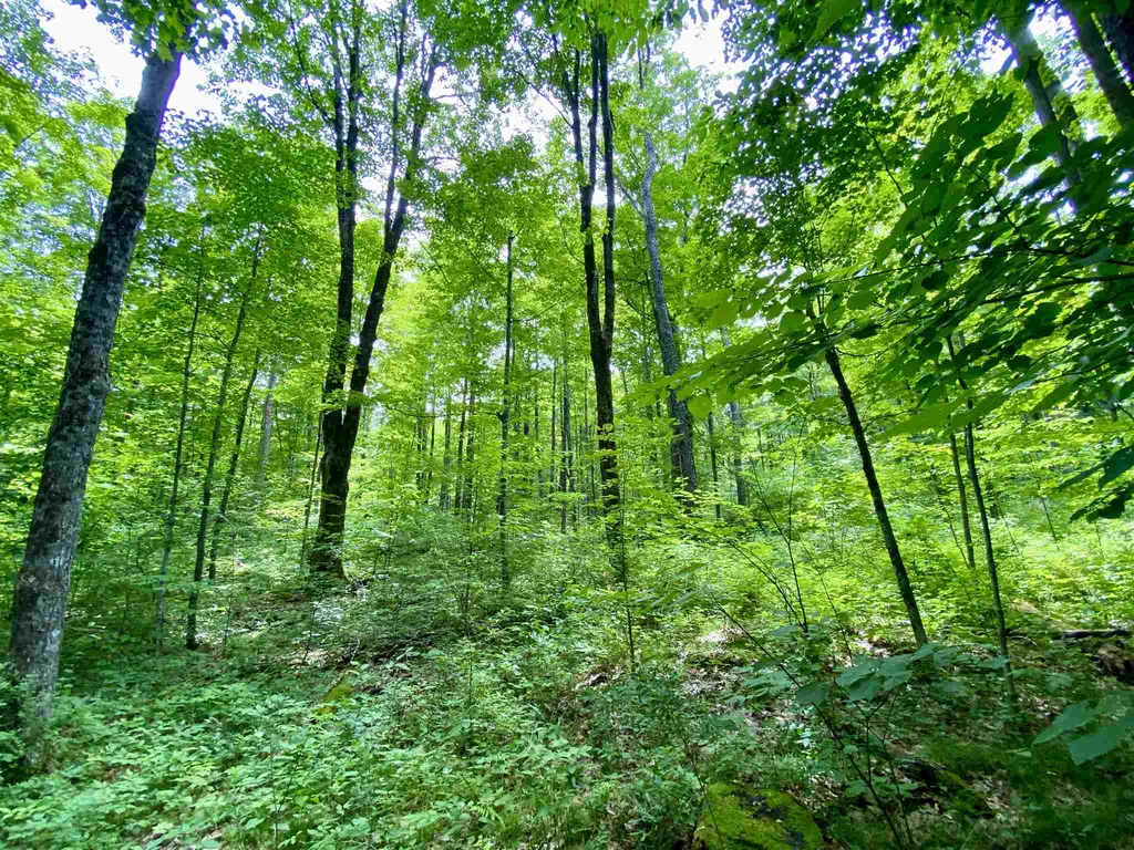 81 Fern Hill Dorset VT 05251