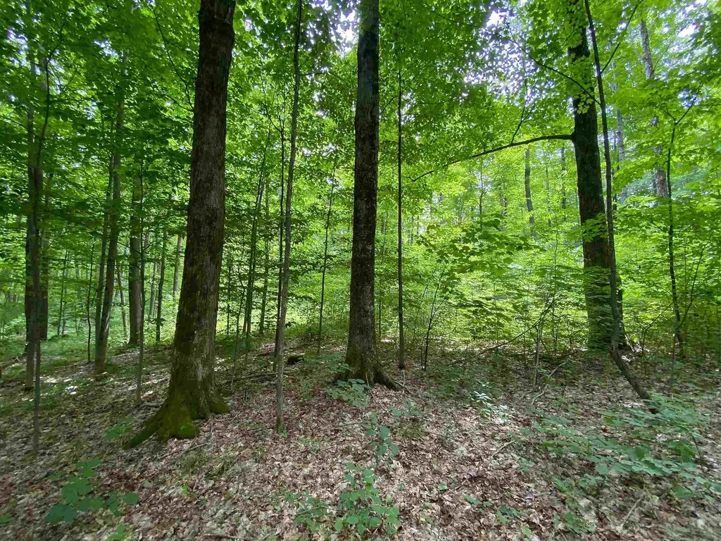 81 Fern Hill Dorset VT 05251